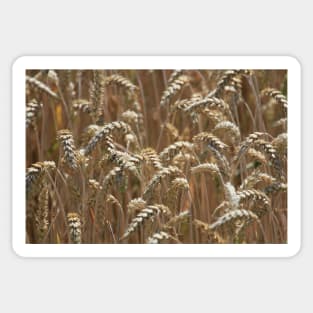 Wheat (landscape) Sticker